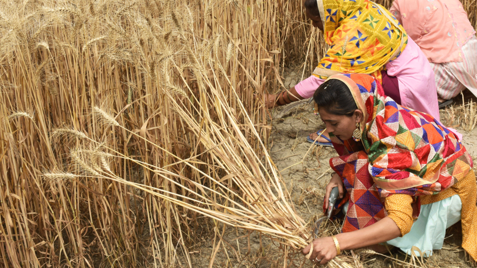 New global concern after India bans its exports of wheat... and fears of exacerbating food insecurity | ArabiaWeather | ArabiaWeather