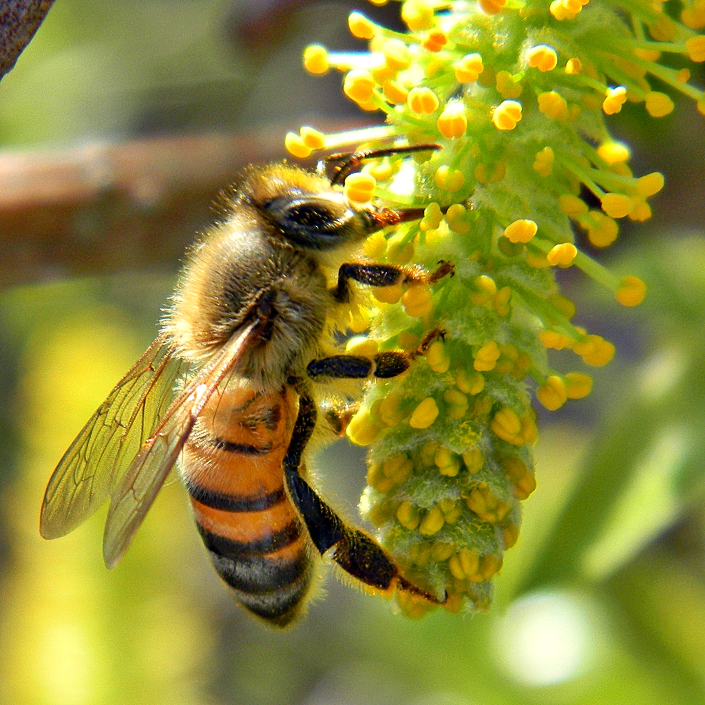 ‘‘هنا‘‘ المصطلح المناسب لوصف دور النحلة في جمع حبوب اللقاح