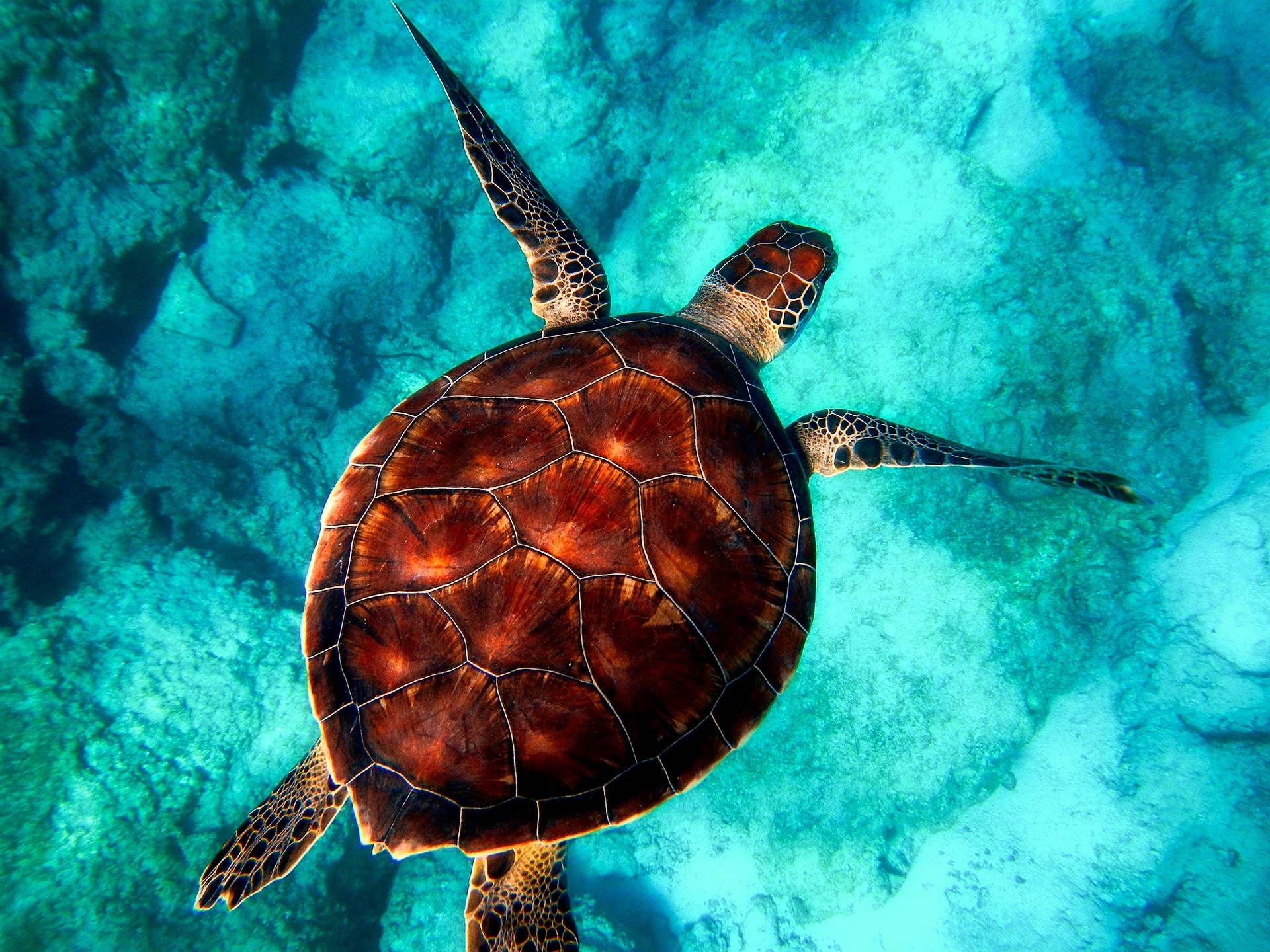 Les tortues marines, des animaux menacés