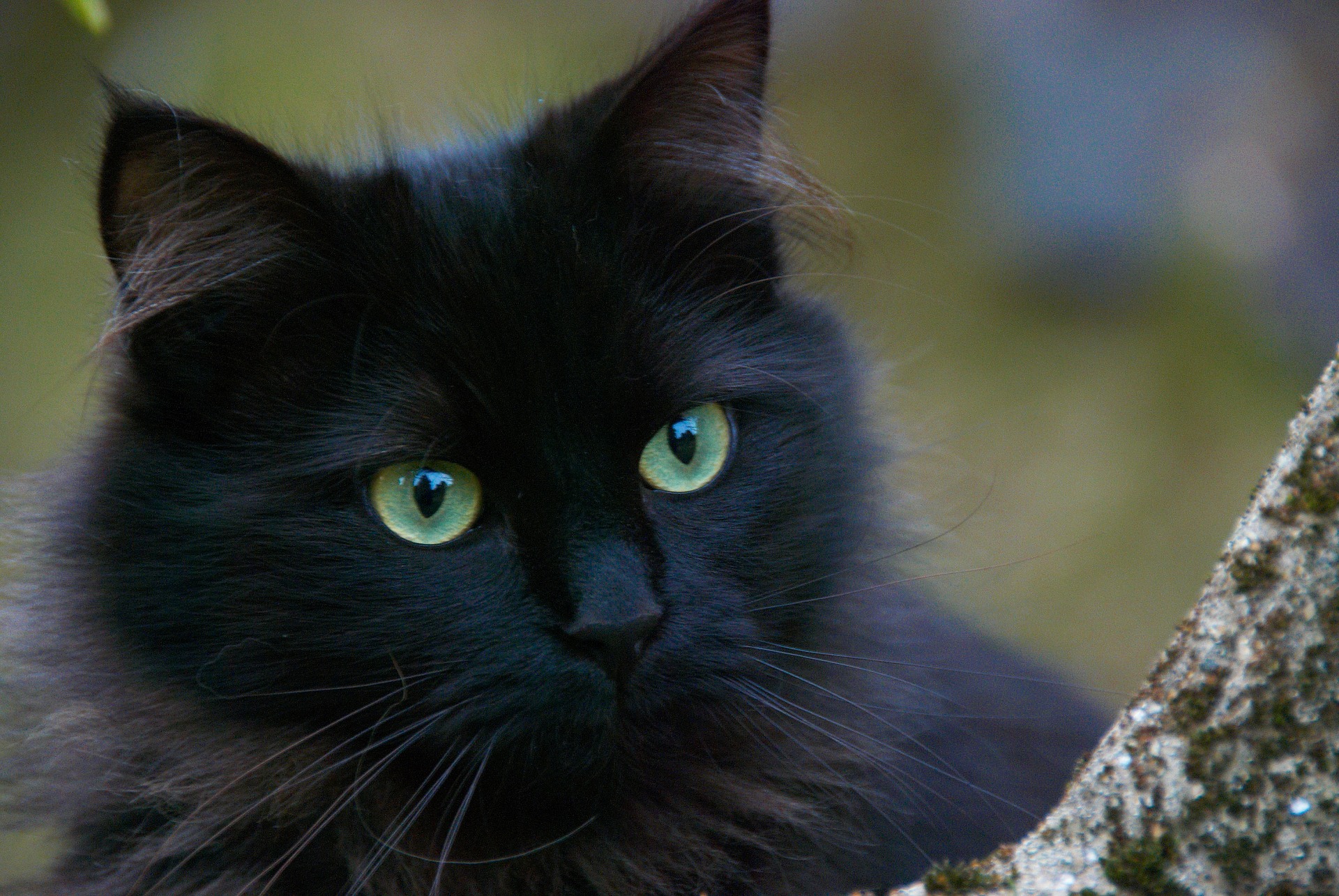 [صورة: black-cat-375866_1920.jpg]