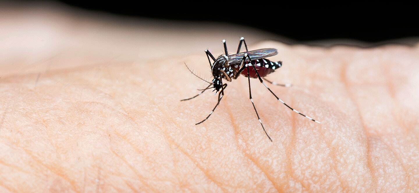 Dengue fever: causes, symptoms and methods of prevention | ArabiaWeather |  ArabiaWeather