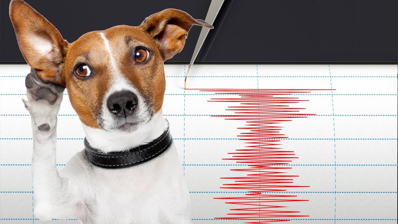 How can animals sense early earthquakes when humans could not