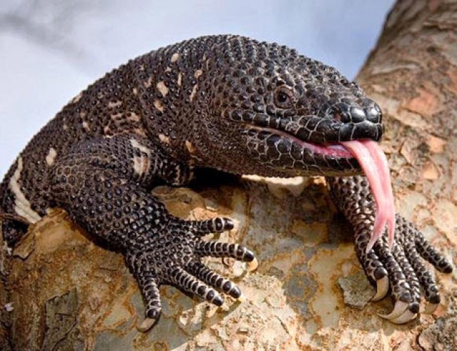 ��������� qwswqswedefaederfdwe