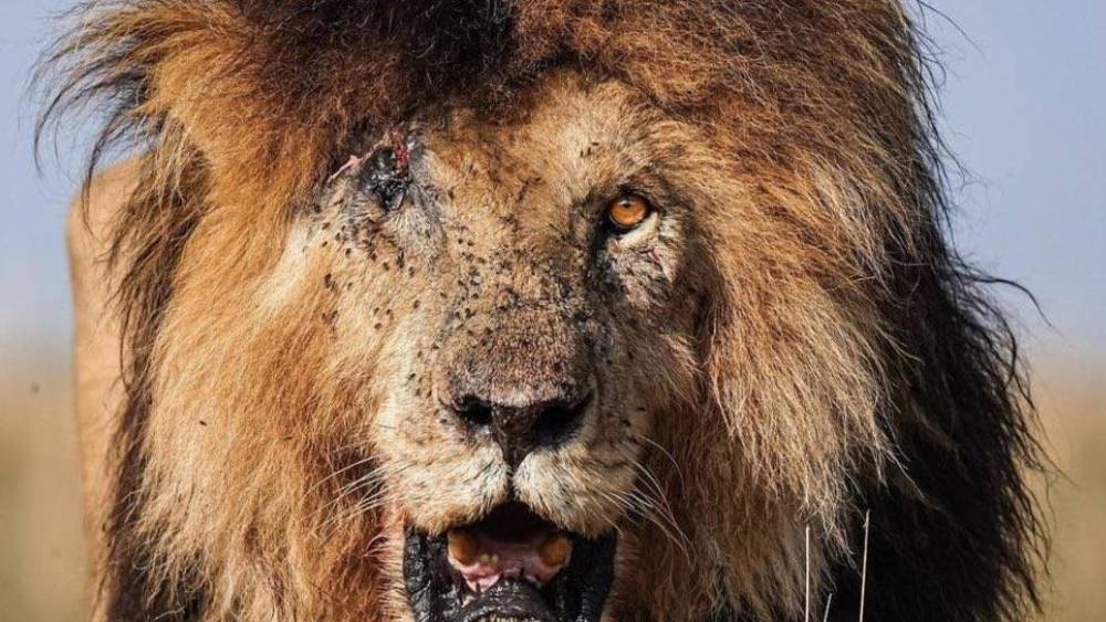قصة الأسد العالمي Scar-face-lion
