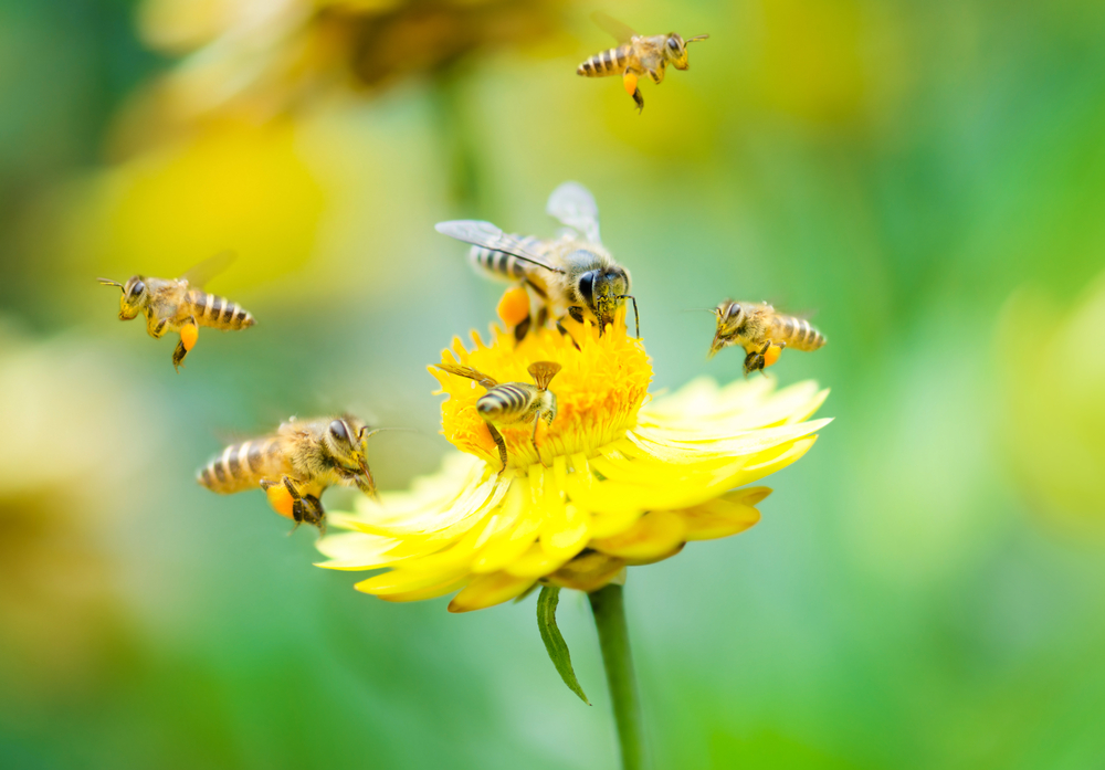 Non, l'humanité n'est pas en danger : quelques mythes sur les abeilles