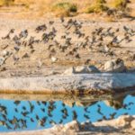 سفاري المها