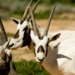 سفاري المها