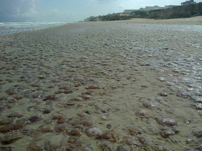 نقره لعرض الصورة في صفحة مستقلة