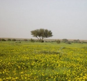 ÙØªÙجة Ø¨ØØ« Ø§ÙØµÙر Ø¹Ù Ø§ÙØ±Ø¨Ùع